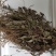 车前草干货