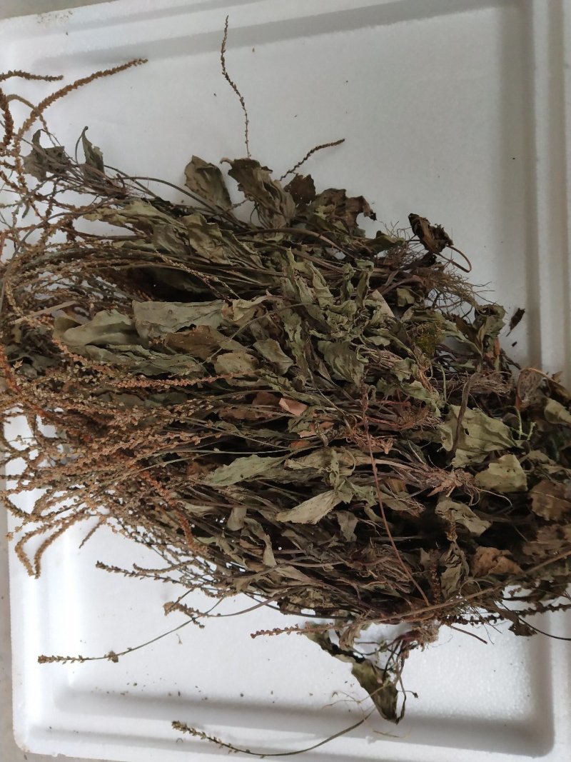车前草干货