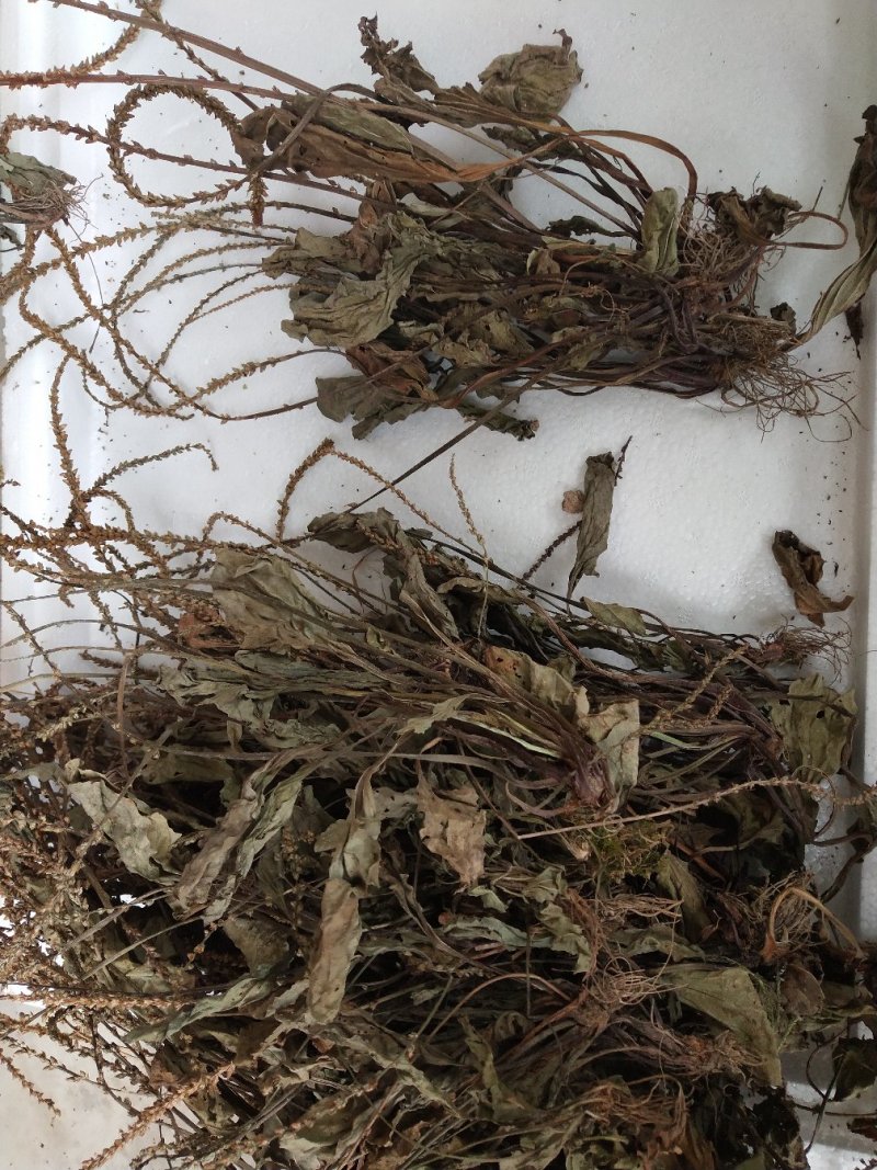 车前草干货
