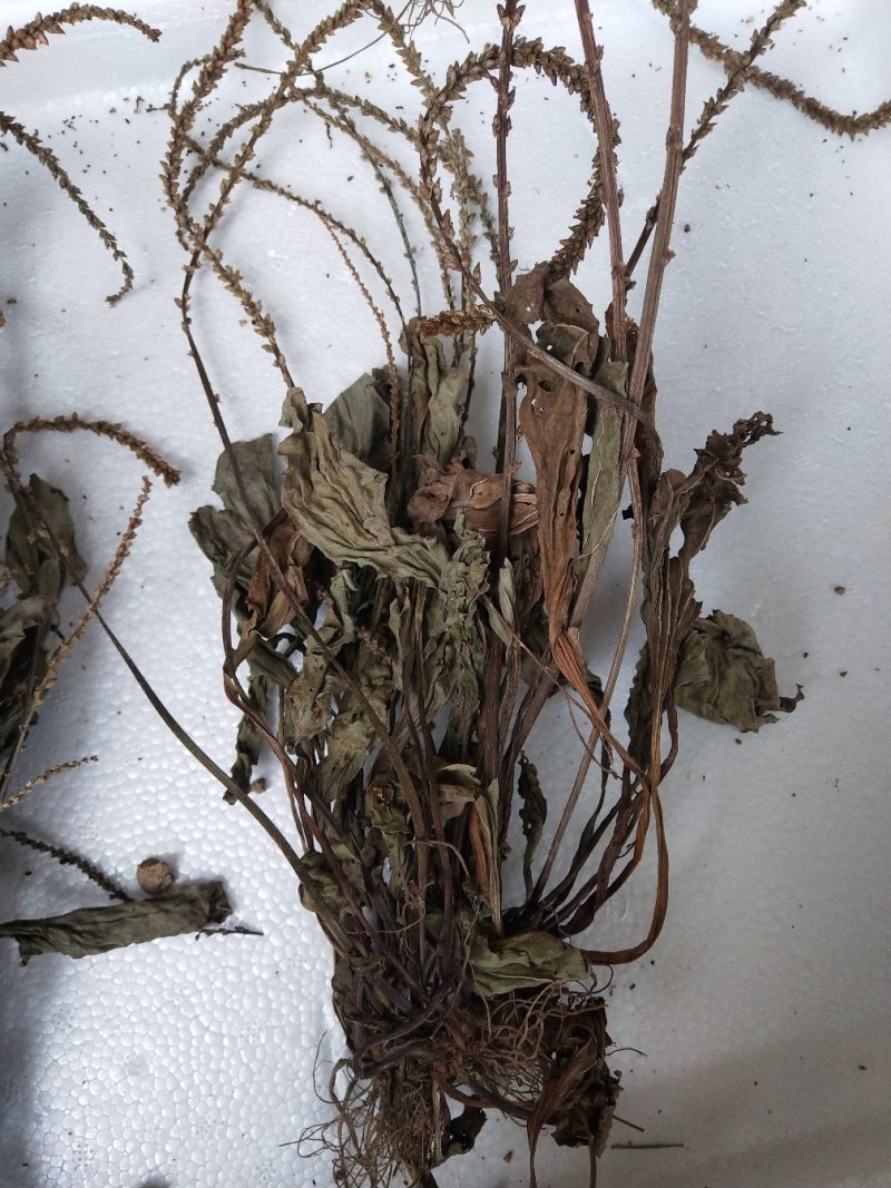 车前草干货