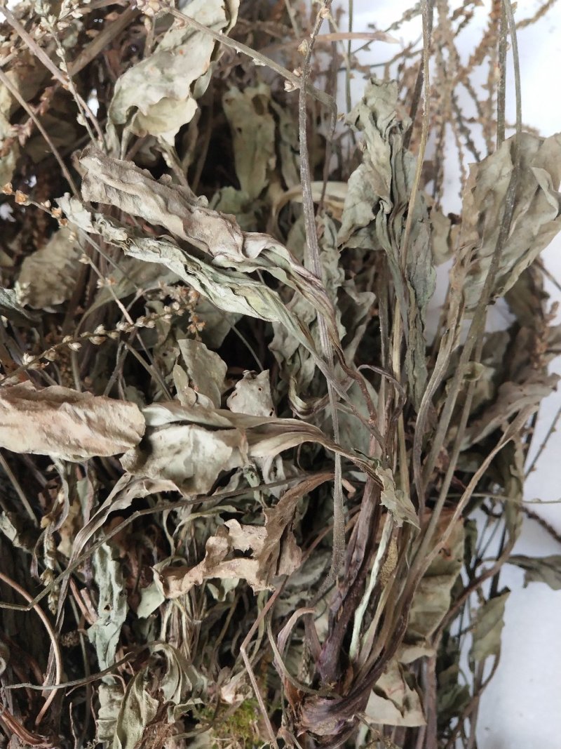车前草干货