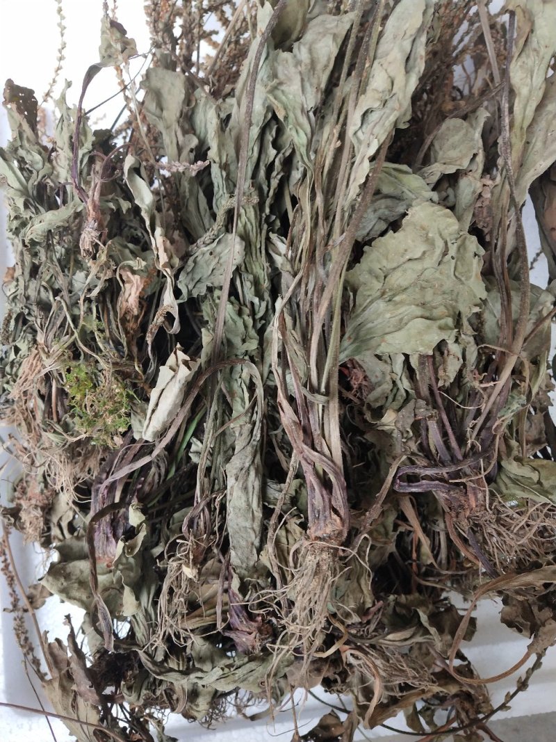车前草干货