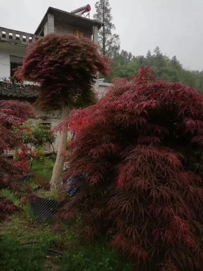 红枫小苗、红枫，基地货源保质保量，欢迎来电选购
