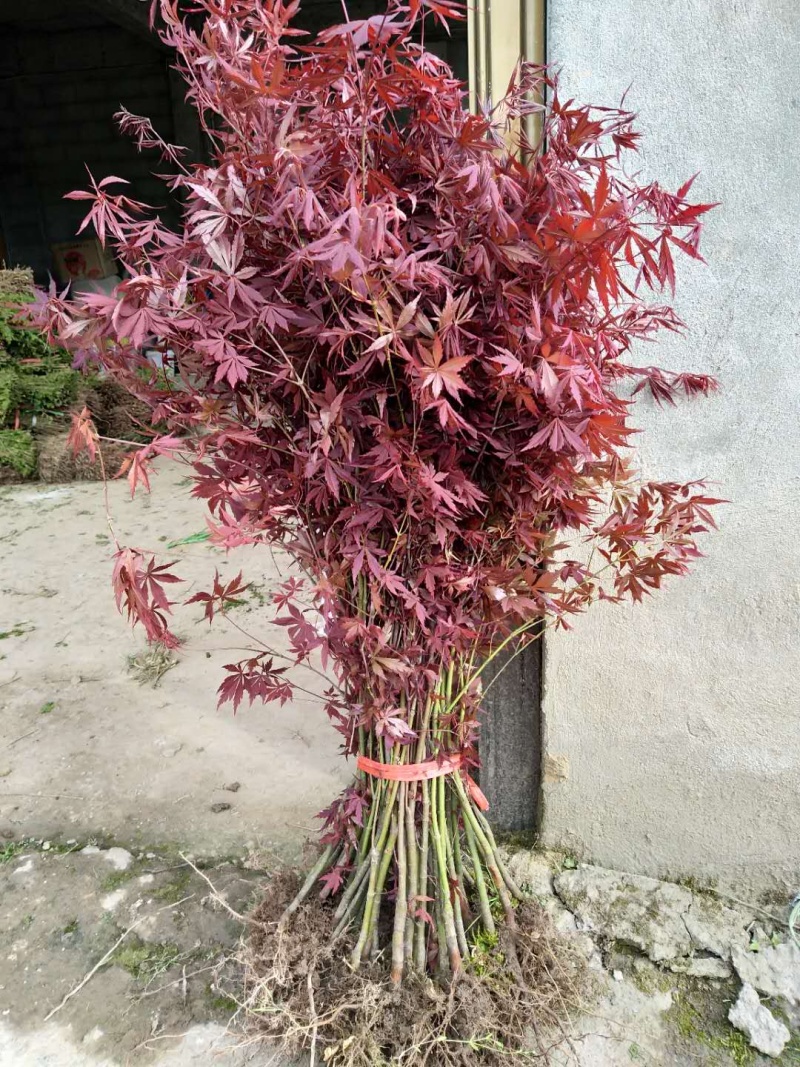 红枫小苗、红枫，基地货源保质保量，欢迎来电选购