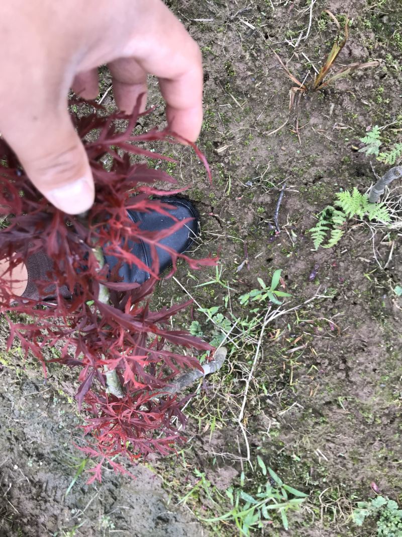 红枫小苗、红枫，基地货源保质保量，欢迎来电选购