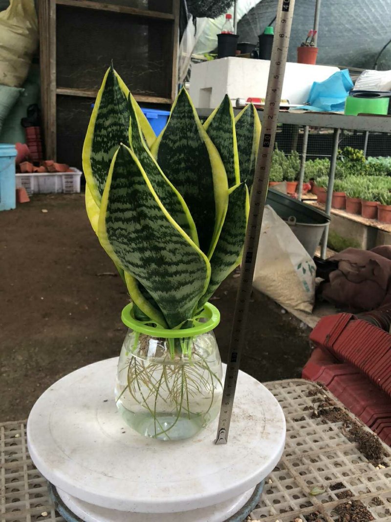 热销水培虎皮兰自己基地3棵一盆