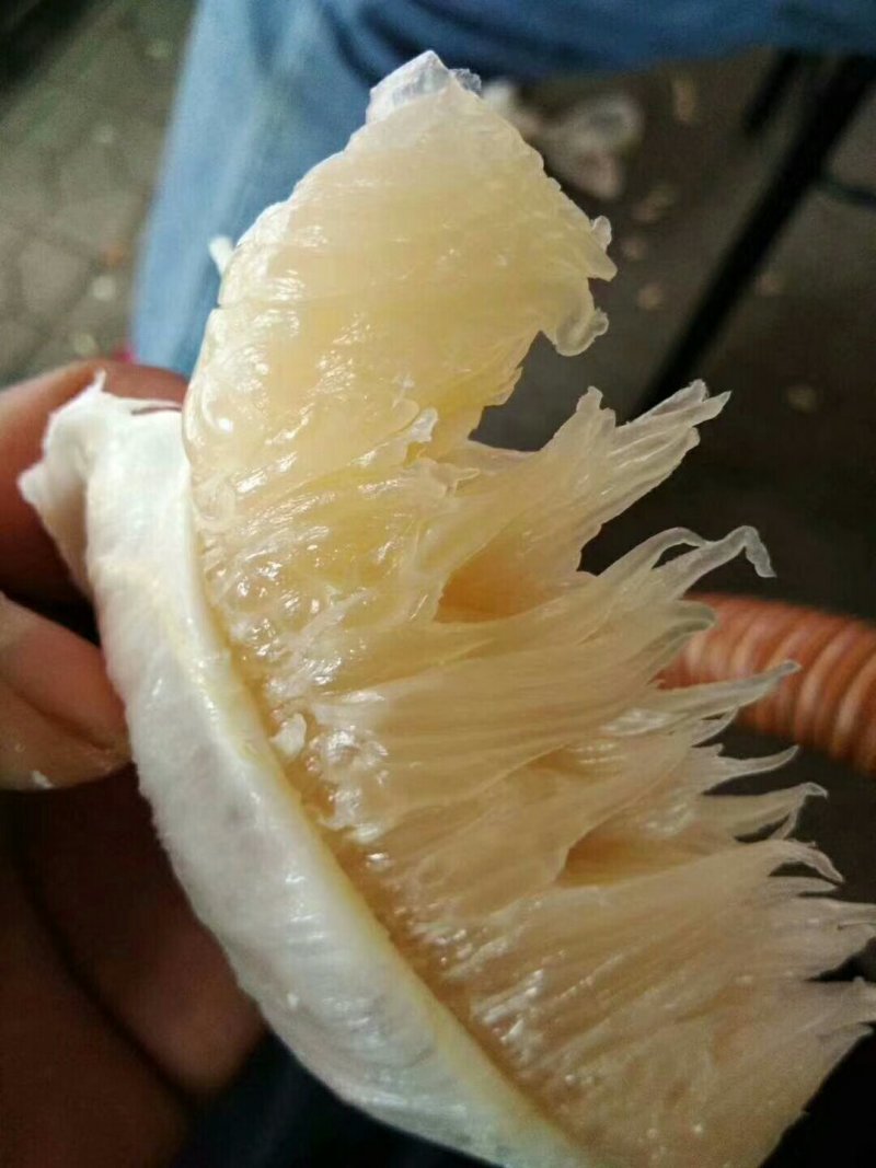 阳朔老树沙田柚