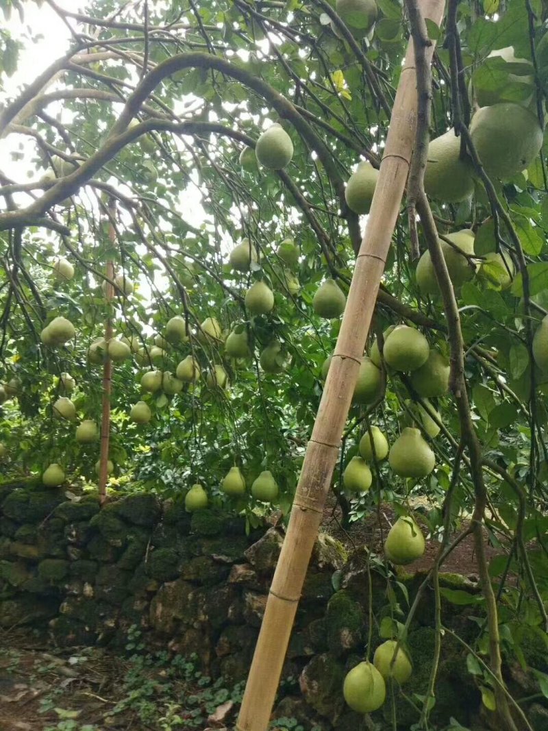 阳朔老树沙田柚