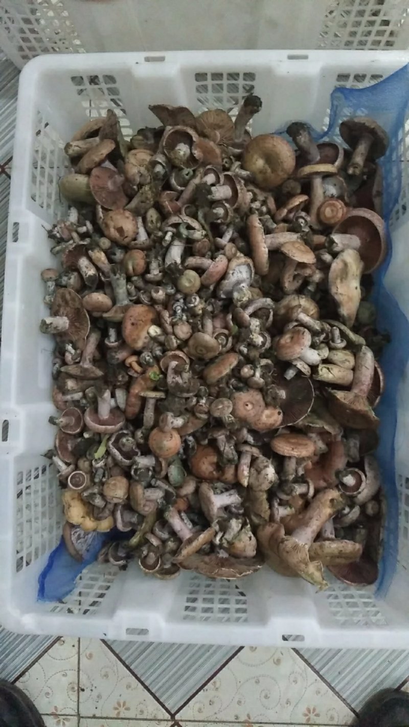 新鲜野生菌枞树菇松乳菇三九菇乌枞菌谷熟菌铜绿寒菌松树菌
