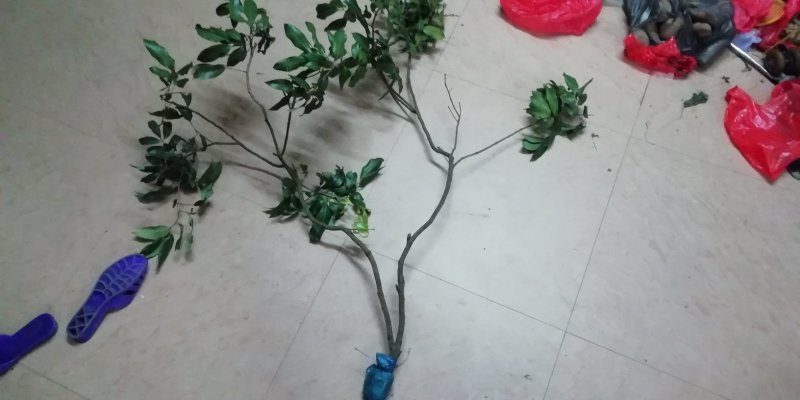 增城基岗仙进奉高压苗