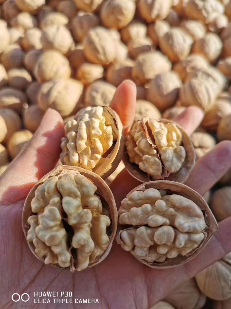 阿克苏纸皮核桃185