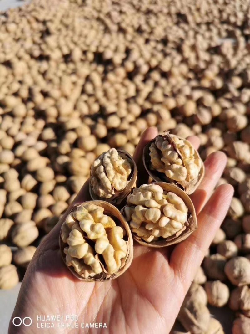 阿克苏纸皮核桃185