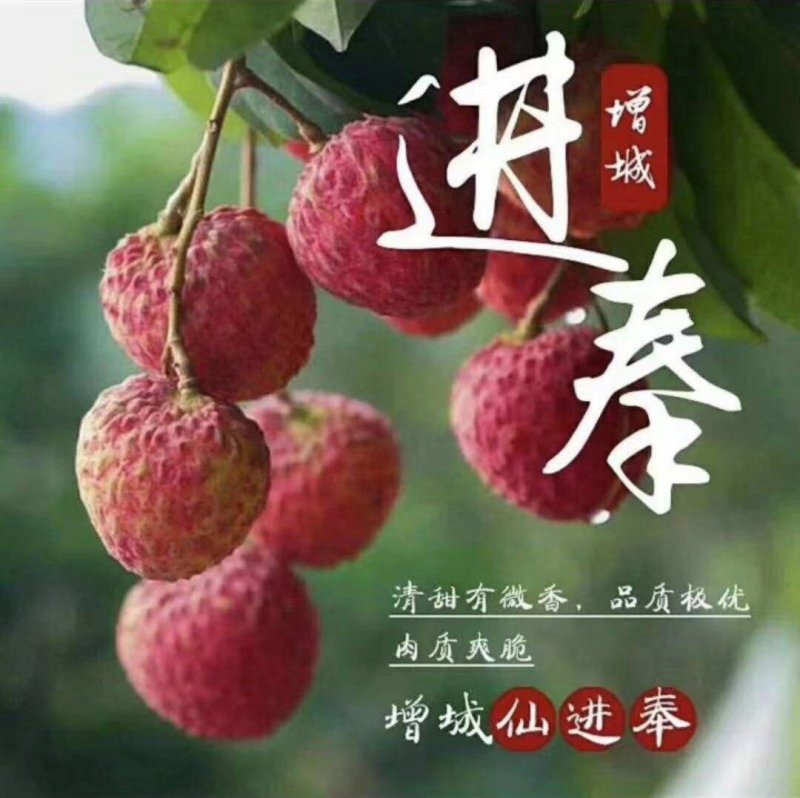 增城基岗仙进奉高压苗