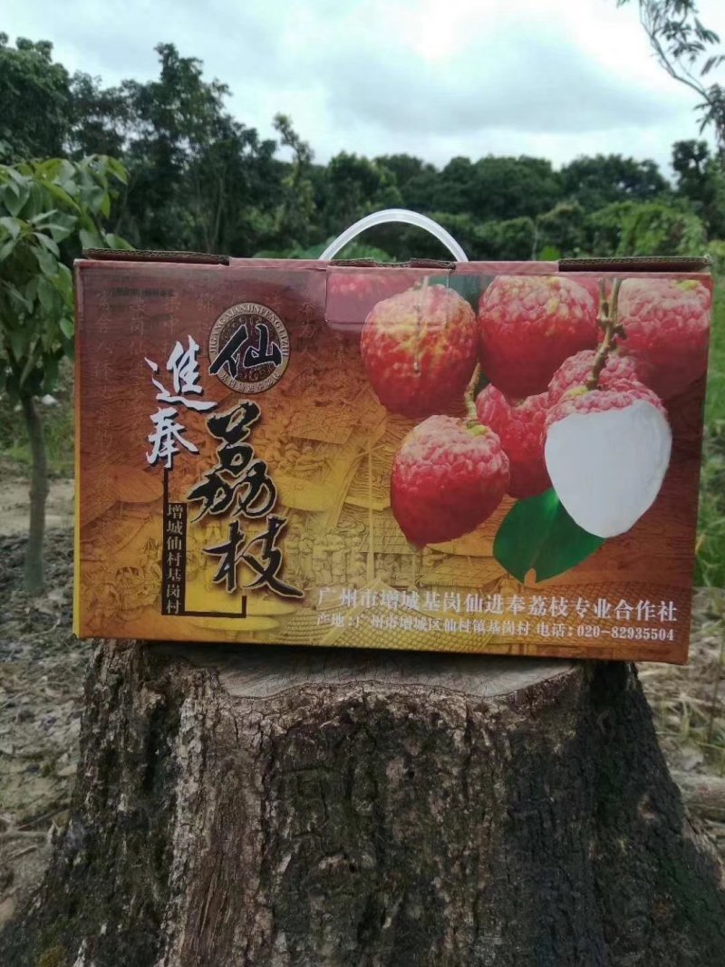 增城基岗仙进奉高压苗