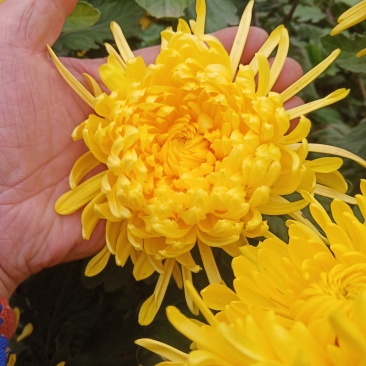 干花