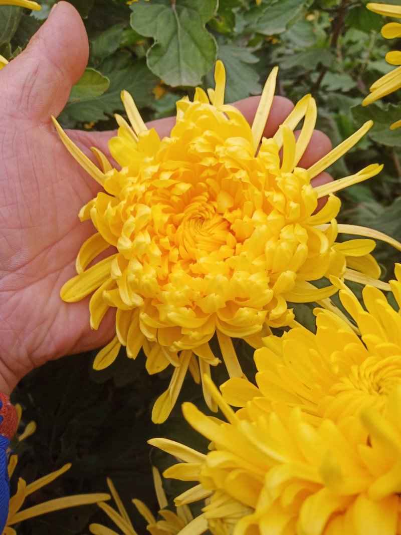 干花