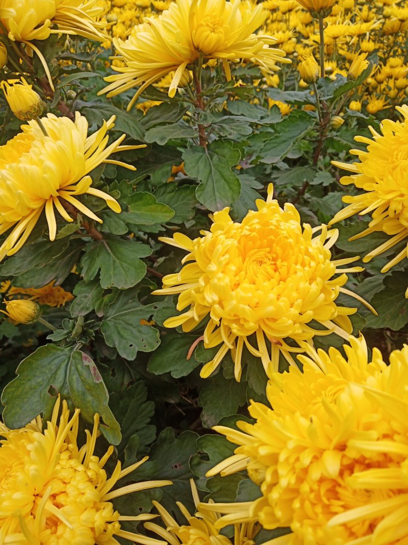 干花