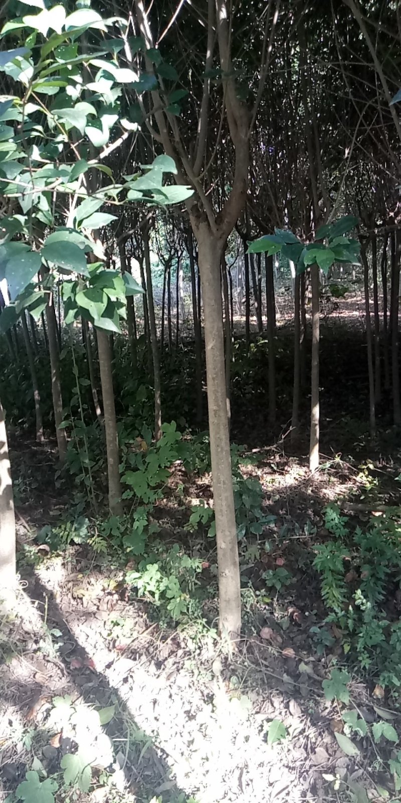 大叶女贞清货地租到期腾地不干了量大不要钱