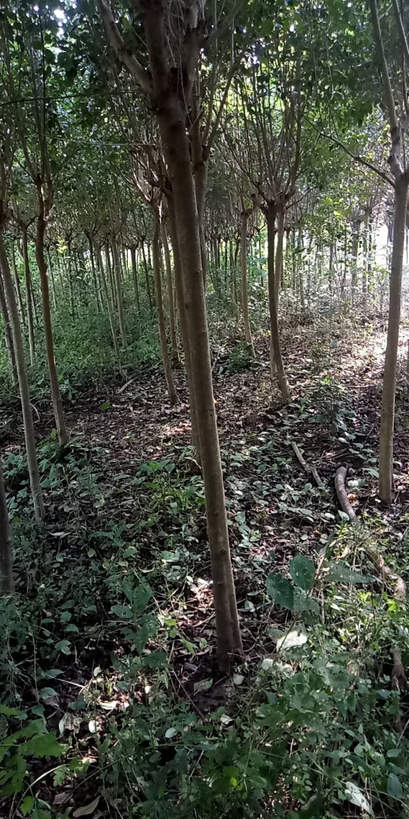 大叶女贞清货地租到期腾地不干了量大不要钱