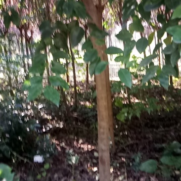 大叶女贞清货地租到期腾地不干了量大不要钱