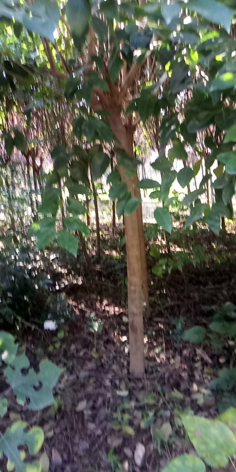 大叶女贞清货地租到期腾地不干了量大不要钱