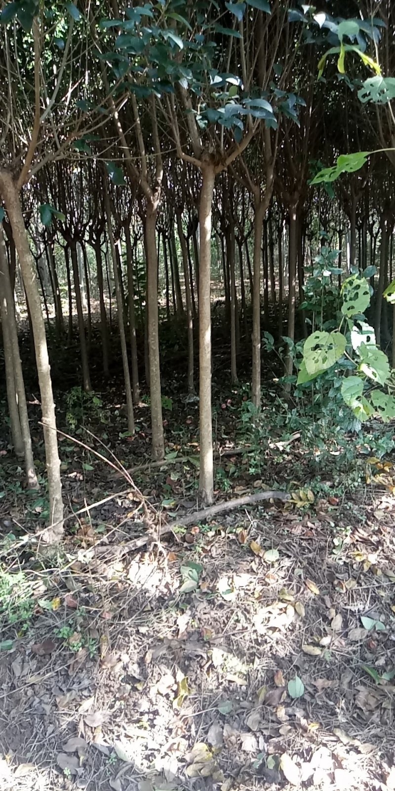 大叶女贞清货地租到期腾地不干了量大不要钱