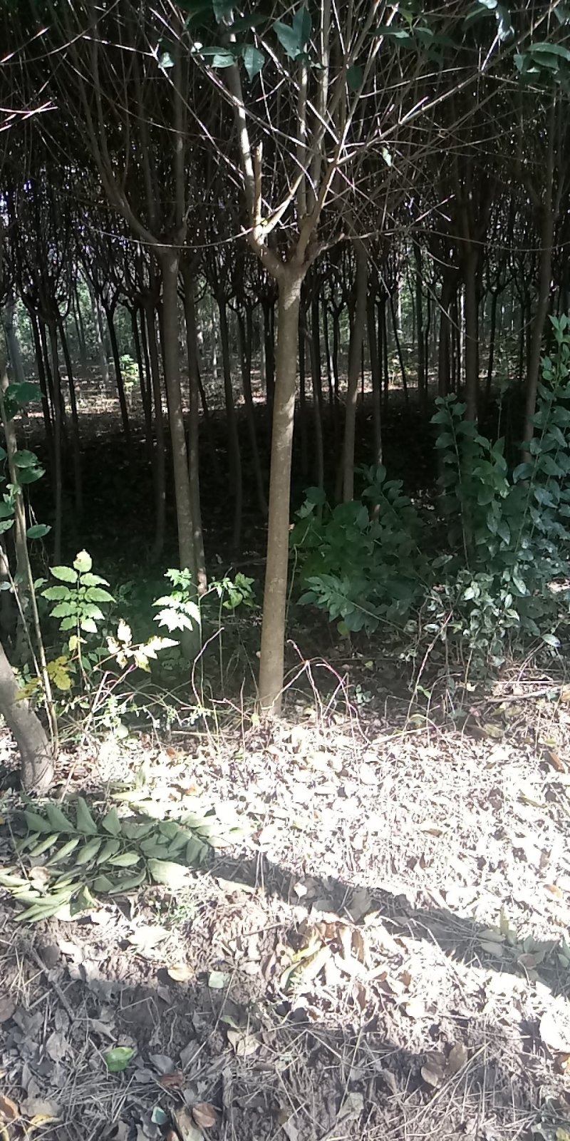 大叶女贞清货地租到期腾地不干了量大不要钱