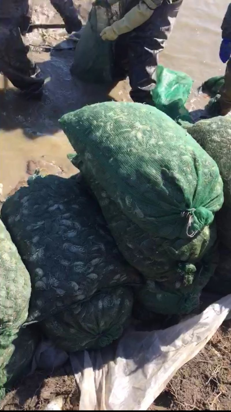 优质蟹苗成活率高盘锦蟹苗
