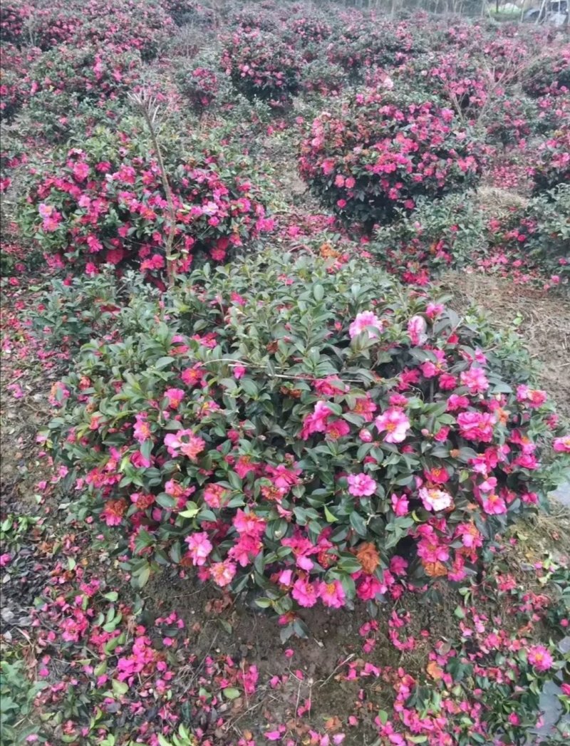 茶梅茶梅苗庭院别墅绿化茶梅球自产自销批发价