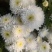 特质菊花茶