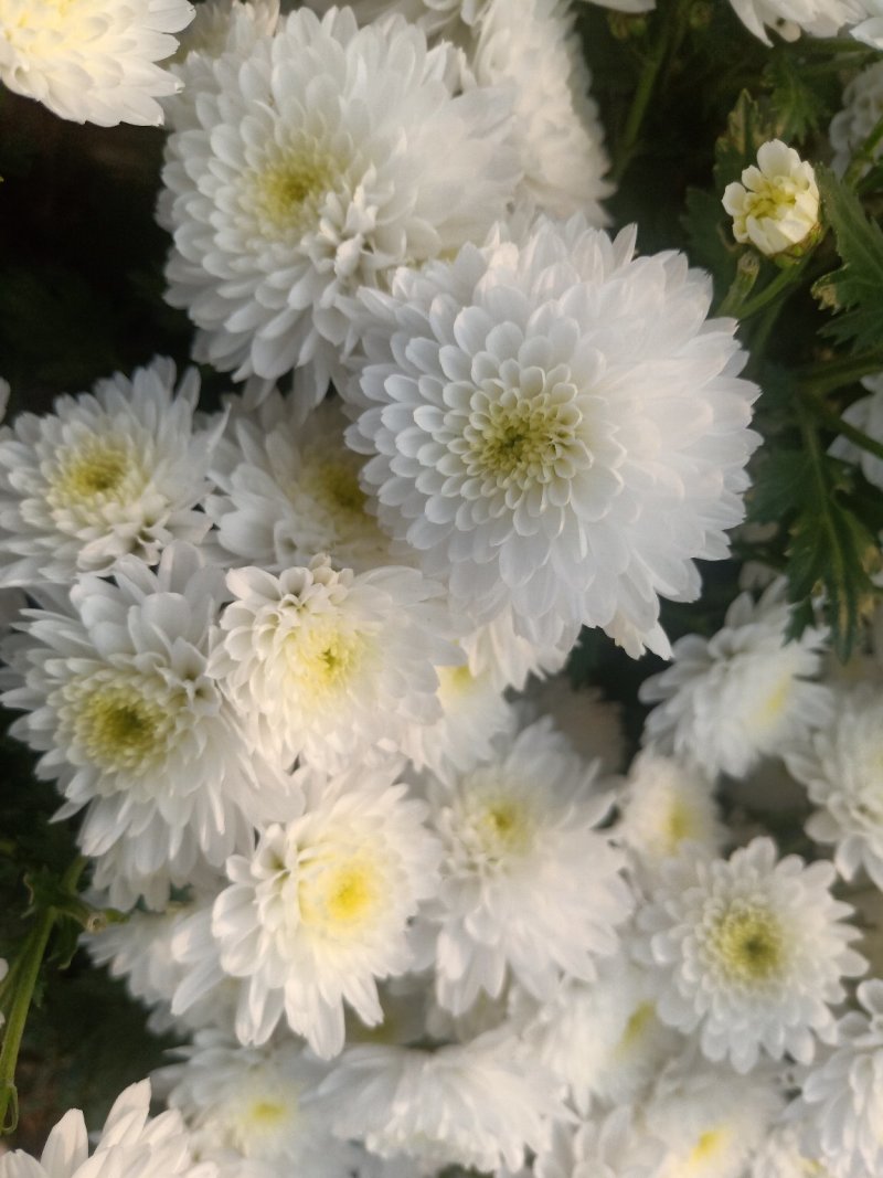 特质菊花茶