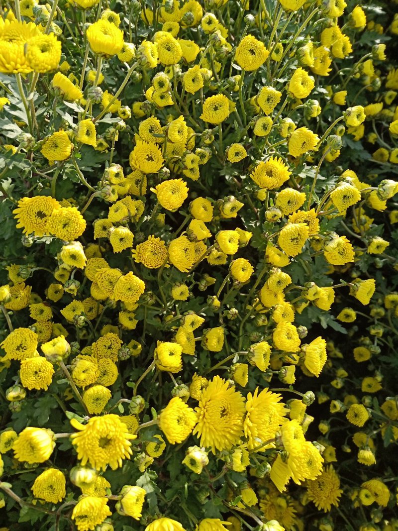 特质菊花茶