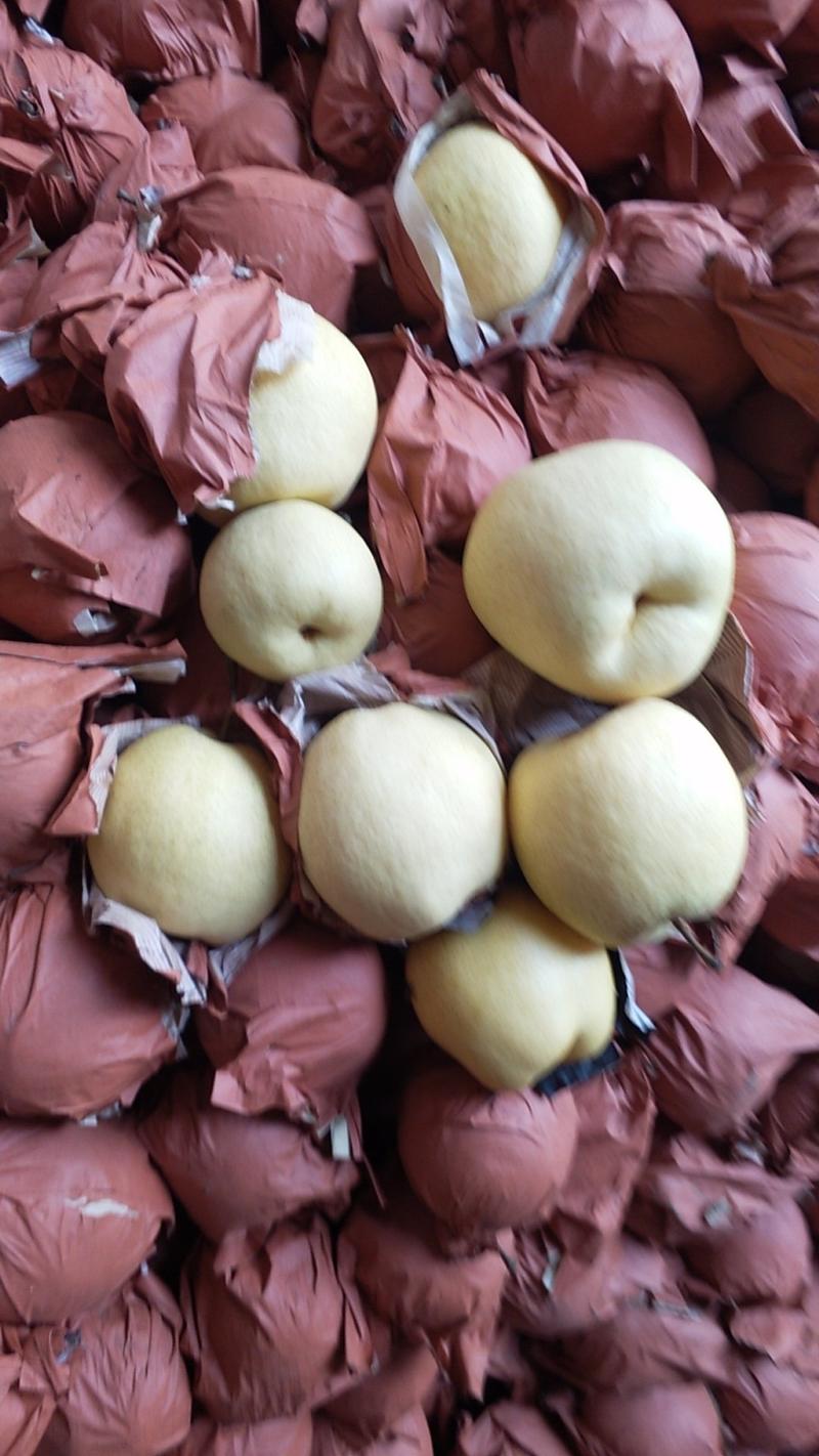 陕西精品酥梨产地价格批发，果面干净，口感脆甜
