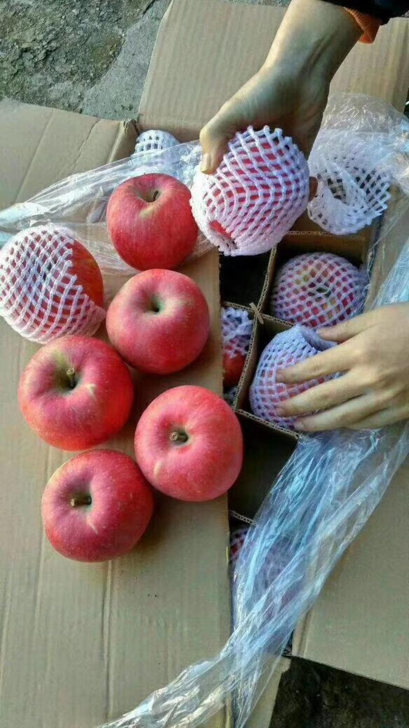 陕西精品红富士苹果价格批发（纸袋纸加膜膜袋红富士苹果）