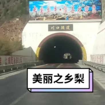 隰县酥梨
