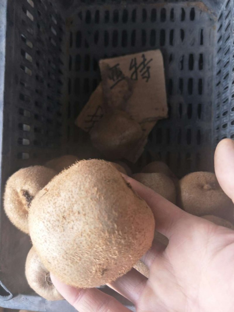 红心猕猴桃苗当年结果大量批发红阳猕猴桃苗
