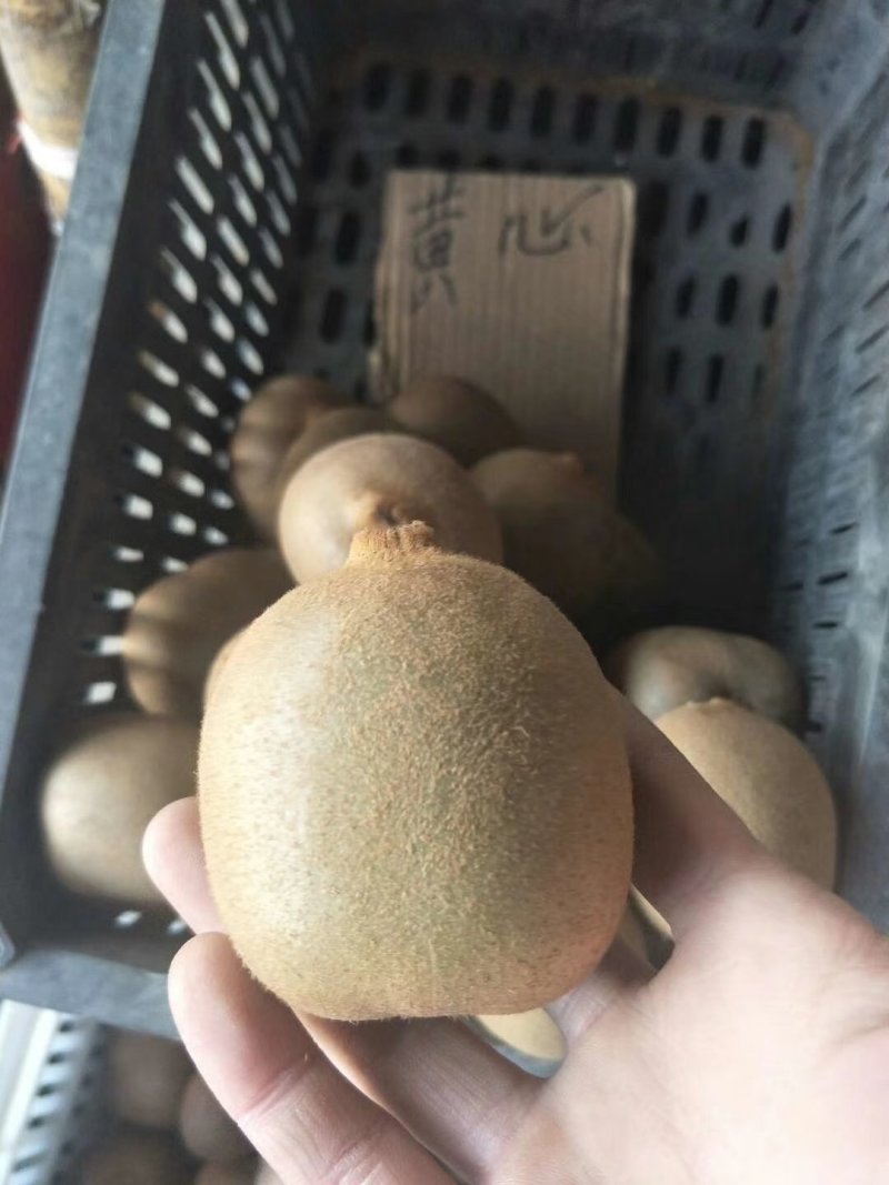 红心猕猴桃苗当年结果大量批发红阳猕猴桃苗