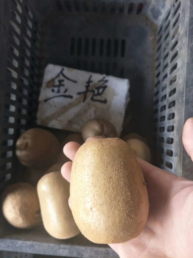 红心猕猴桃苗当年结果大量批发红阳猕猴桃苗