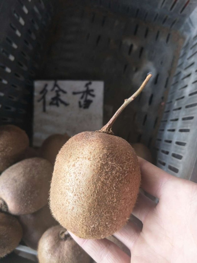 红心猕猴桃苗当年结果大量批发红阳猕猴桃苗