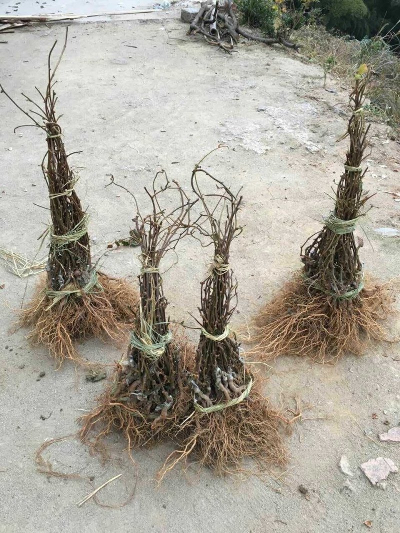 红心猕猴桃苗当年结果大量批发红阳猕猴桃苗