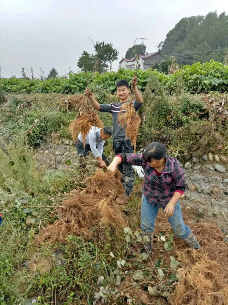 红心猕猴桃苗当年结果大量批发红阳猕猴桃苗