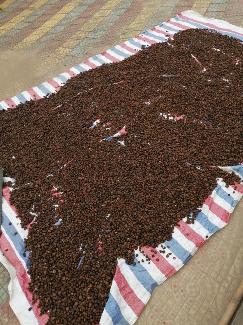 油茶籽