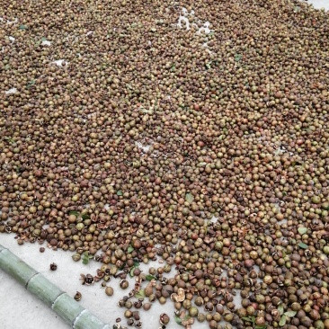油茶籽