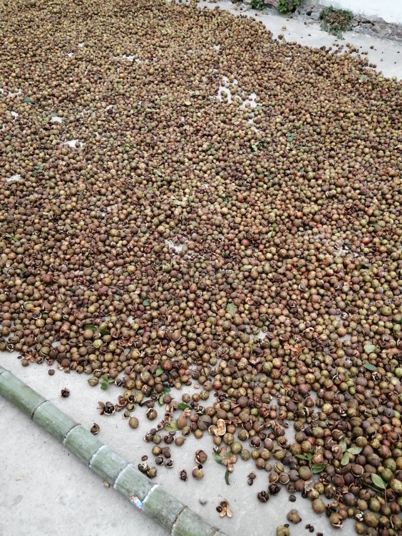 油茶籽
