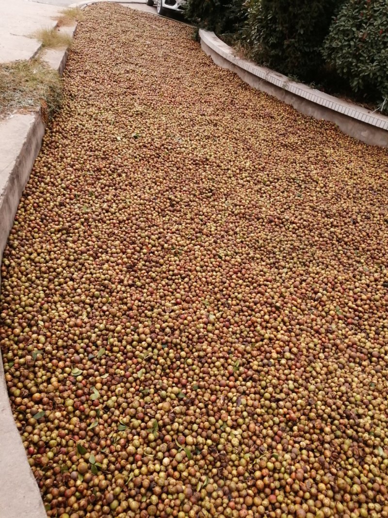 油茶籽
