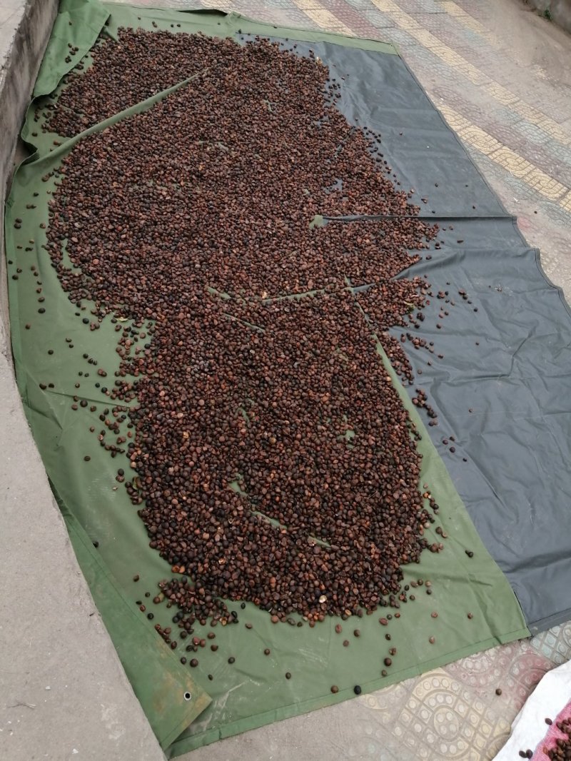 油茶籽