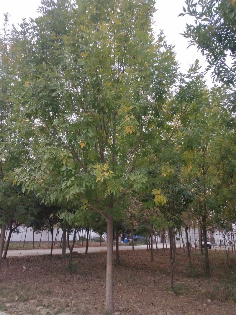 白蜡8.9.10公分，发冒2年，精品，净地处理