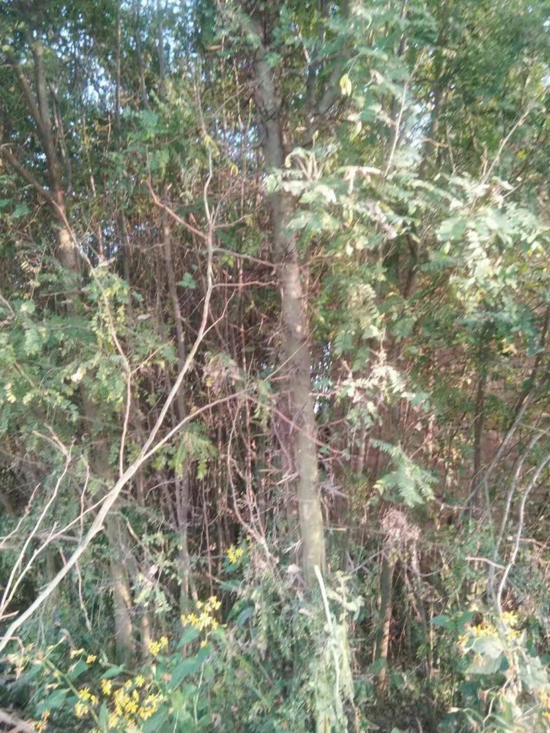 1234公分皂角树