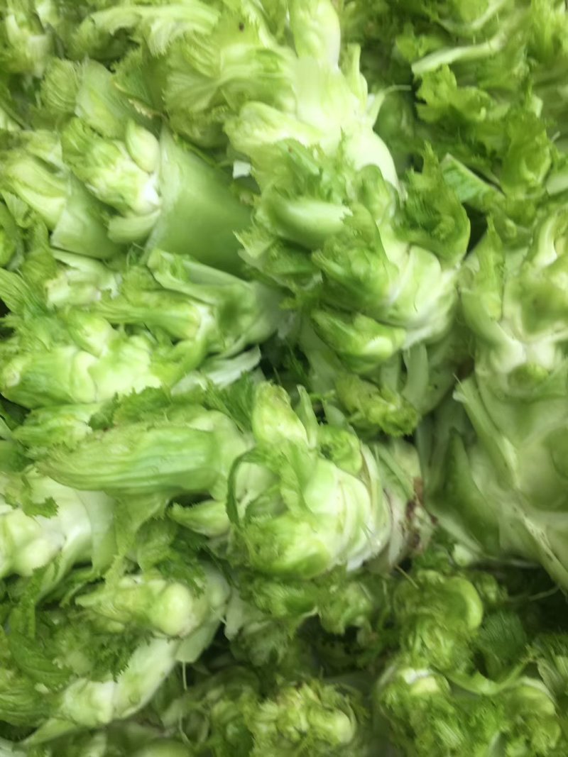 儿菜(小头儿菜)