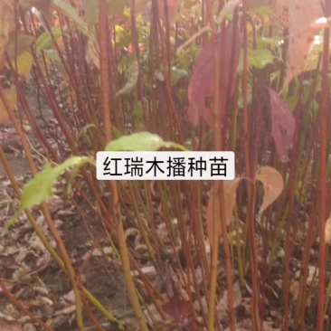 供应红瑞木小苗及成品工程苗秋季大量预定中